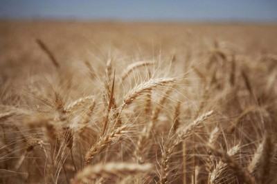 Food prices drop to four-year low â€“ UN agency